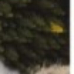 Profile photo of Don Ishan