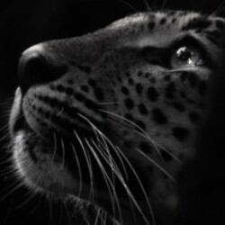 Profile photo of nishantha