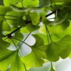 Profile photo of DanDi