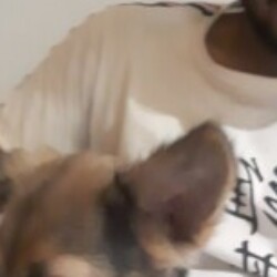 Profile picture of chamal