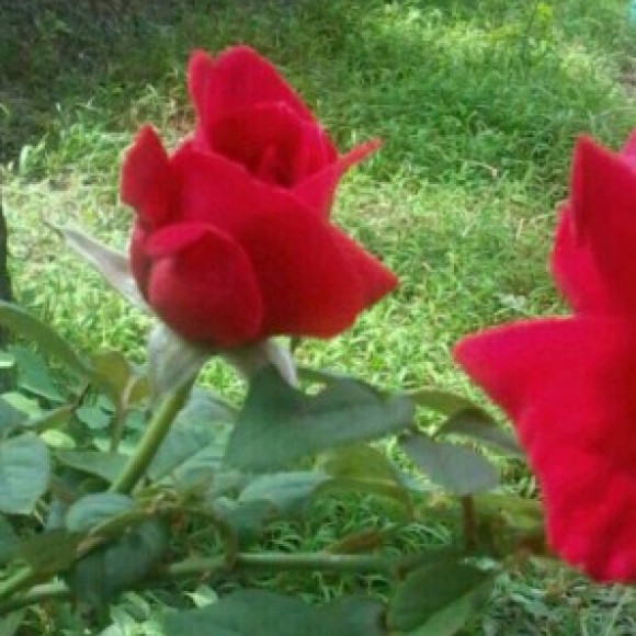 Profile photo of sarat