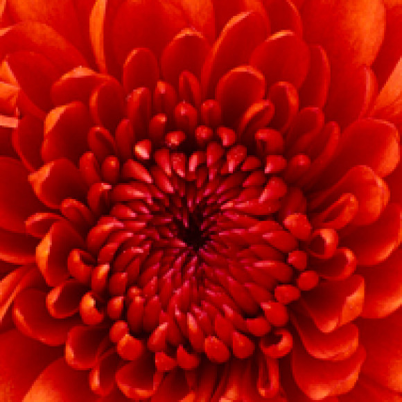 Profile photo of de silva