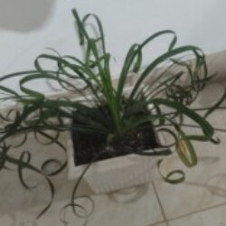 Profile photo of Prasanna