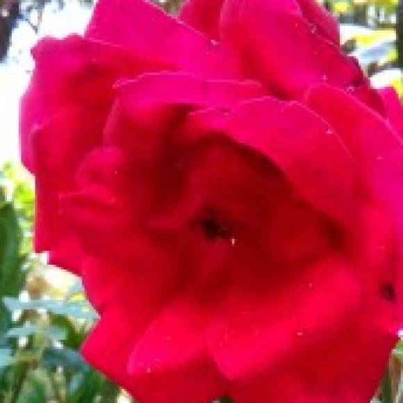 Profile photo of Kosala Bandata