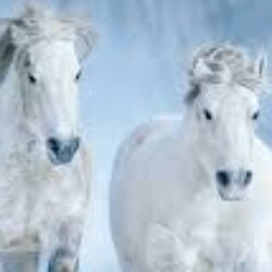 Profile picture of thilini