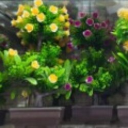 Profile picture of Rash