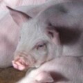 Profile photo of vtv0a9lv