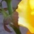 Profile photo of vertop