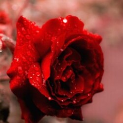 Profile picture of Dilani