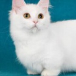 Profile photo of Nipz