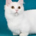Profile photo of Nipz