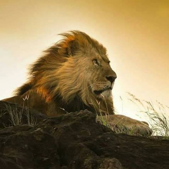 Profile photo of Sudath weera