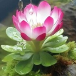 Profile photo of Erosh Prerera