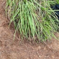 Profile picture of Chamith