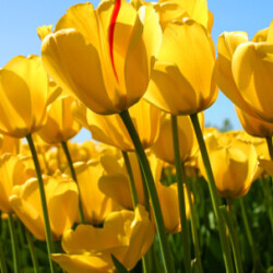 Profile picture of andrey