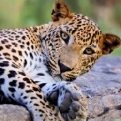 Profile photo of Dan Deabro