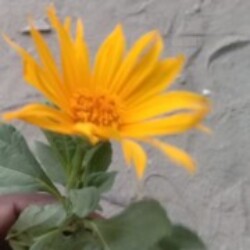 Profile photo of Badboy