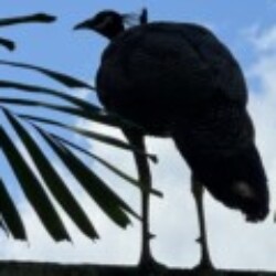 Profile photo of Gihan