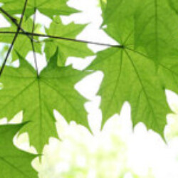 Profile picture of VVK