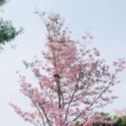 Profile picture of sana