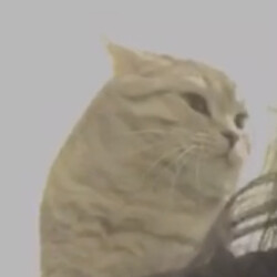 Profile photo of Brondy
