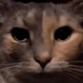Profile photo of Visal