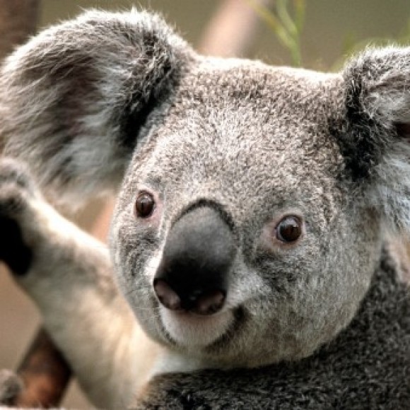 Profile photo of priyan weerasinha