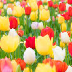 Profile photo of wishwajithmilan37