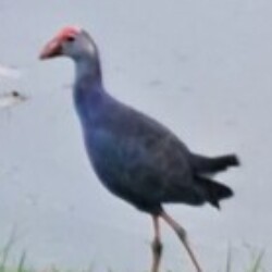 Profile photo of Suman