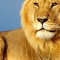 Profile photo of efwaw