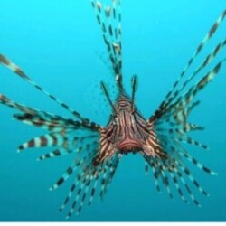 Profile picture of Dhammika Anura Bandara