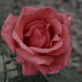 Profile photo of Anoma