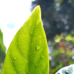 Profile photo of Sajith Samarasinghe