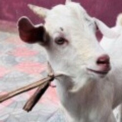 Profile picture of Damith