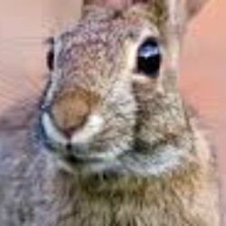 Profile photo of shaw