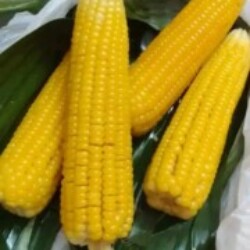 Profile photo of Asanka cut