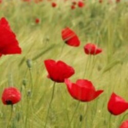 Profile picture of Prasadh