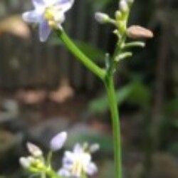 Profile picture of Tishan