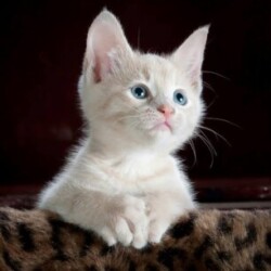 Profile picture of Raju