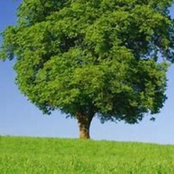 Profile photo of Amila 39 M