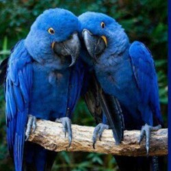 Profile picture of jean-paul