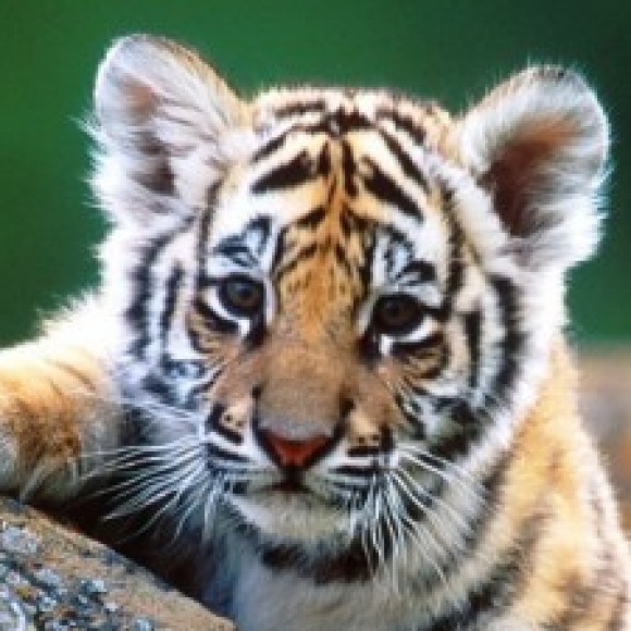 Profile photo of prabath