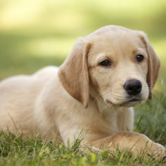 Profile picture of chanu