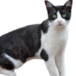 Profile picture of Dushan