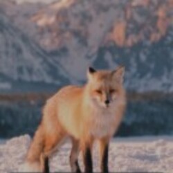 Profile picture of ISURU SACHINTHA RATHNAYAKE