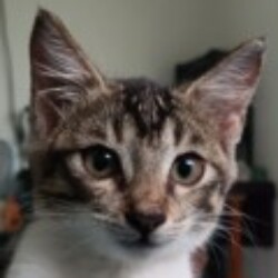 Profile photo of Mohamed