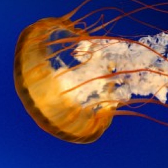 Profile photo of manjula desappriya