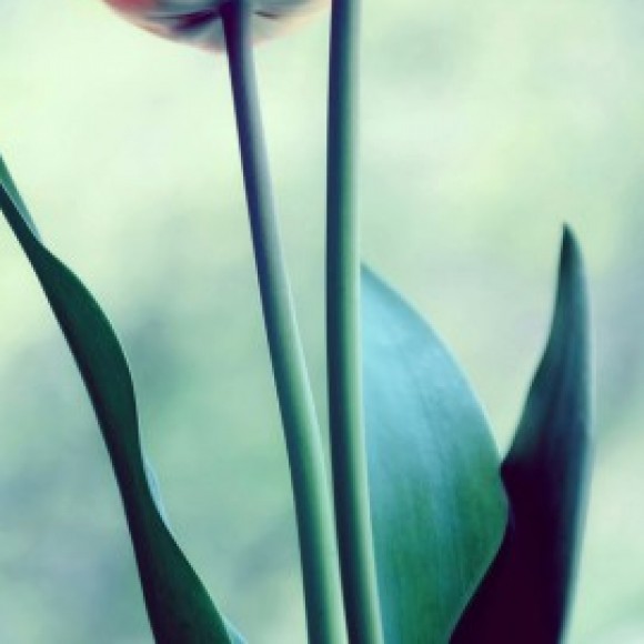 Profile photo of Pinkgirly