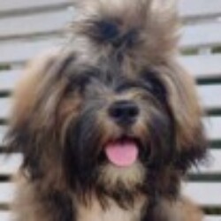 Profile picture of Ashan