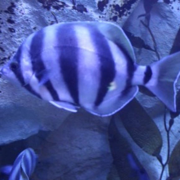 Profile photo of achach